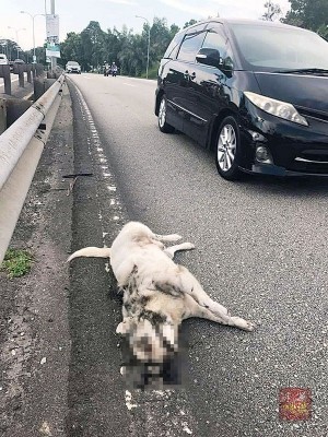 通常，你会如何对待横尸街头的狗狗？