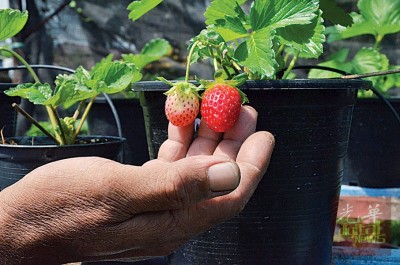 一颗颗鲜红草莓，让人垂涎。